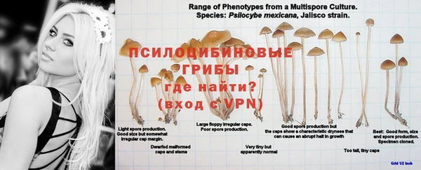 сатива Бронницы